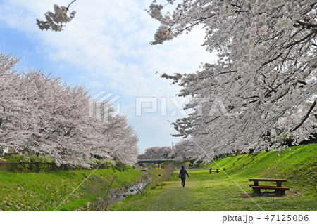 神奈川県海老名市　相模三川公園の桜 47125006