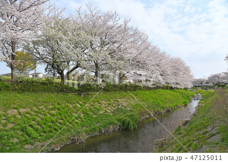 神奈川県海老名市 相模三川公園の桜の写真素材