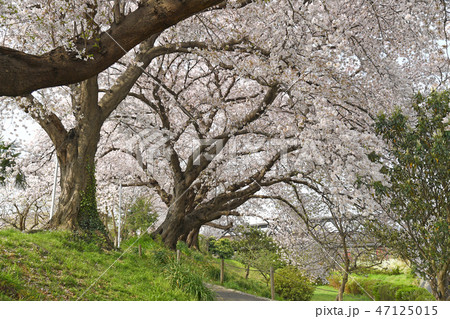 神奈川県海老名市　相模三川公園の桜 47125015