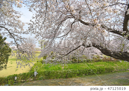 神奈川県海老名市 相模三川公園の桜の写真素材