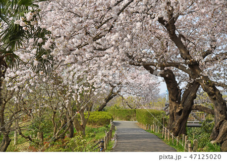 神奈川県海老名市　相模三川公園の桜 47125020