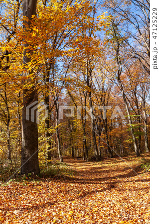 Autumn beech forest on a sunny day 47125229