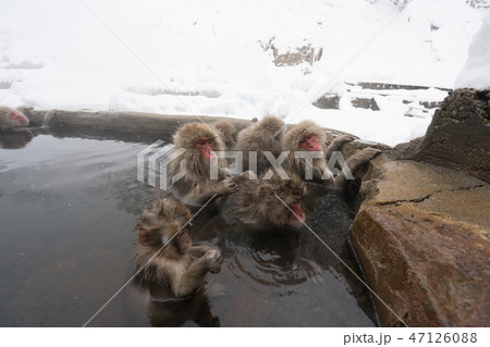 温泉に入るニホンザル スノーモンキー 温泉に入るニホンザル スノーモンキー 47126088
