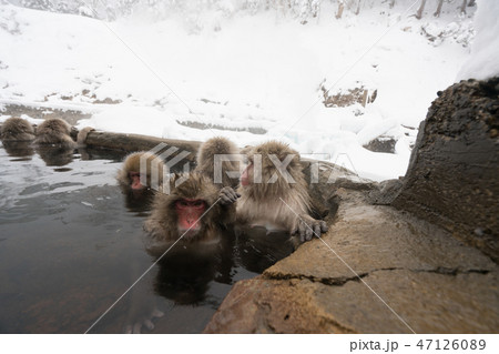 温泉に入るニホンザル　スノーモンキー 47126089