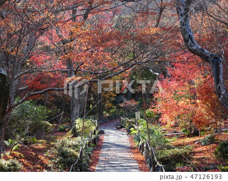 紅葉 京都 宝筐院 紅葉 京都 宝筐院 47126193