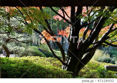 秋の丈山苑 詩泉閣 秋の丈山苑 詩泉閣 47126432