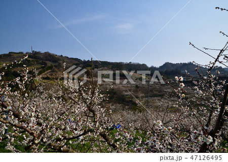 南部梅林より 47126495