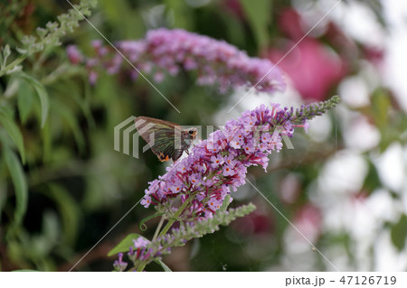 アオバセセリ ブットレア 47126719