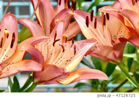 三鷹中原に咲く 三鷹中原に咲くスカシユリ 47126725