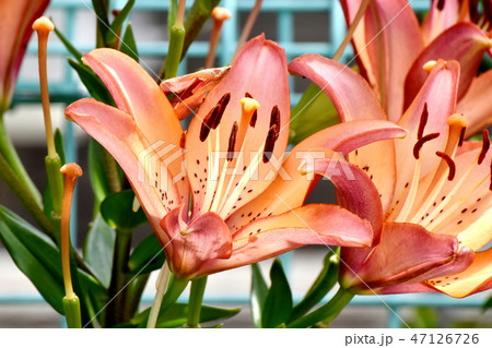 三鷹中原に咲く 三鷹中原に咲くスカシユリ 47126726