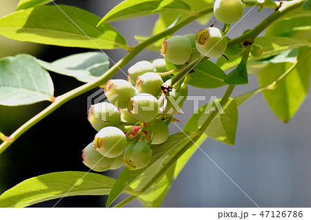 三鷹中原になる未完熟のシャリンバイの実 47126786