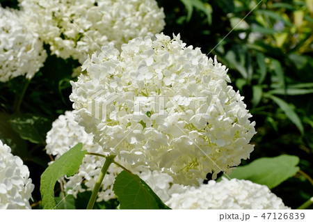 三鷹中原に咲く白いアジサイ 三鷹中原に咲く白いアジサイ 47126839
