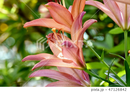 三鷹中原に咲くスカシユリ 47126842