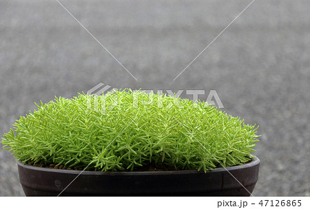 マンネングサ マンネングサ 47126865