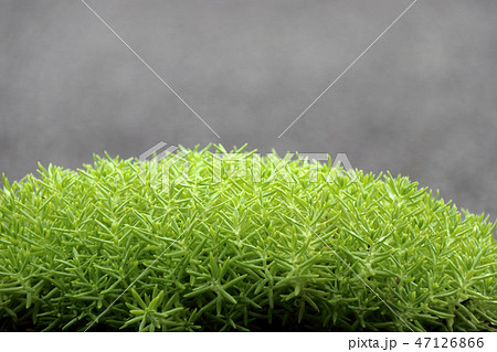 マンネングサ 47126866