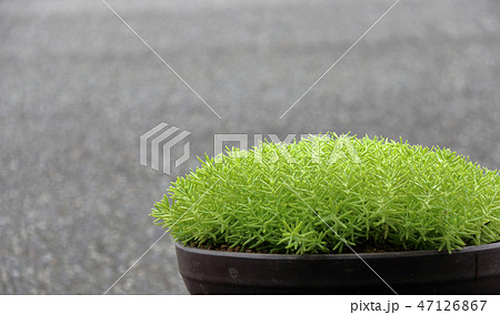 マンネングサ マンネングサ 47126867