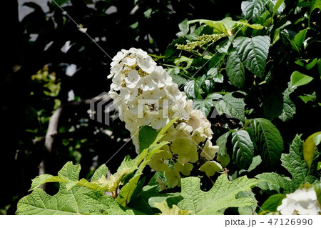 三鷹中原に咲カシワバアジサイ 47126990