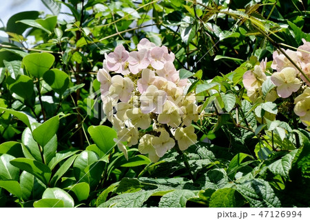 三鷹中原に咲カシワバアジサイ 47126994