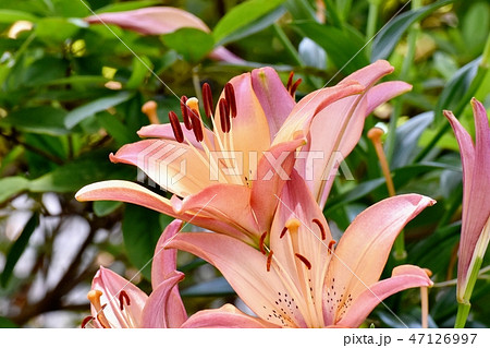 三鷹中原に咲くスカシユリ 三鷹中原に咲くスカシユリ 47126997