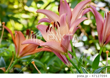 三鷹中原に咲くスカシユリ 47127094