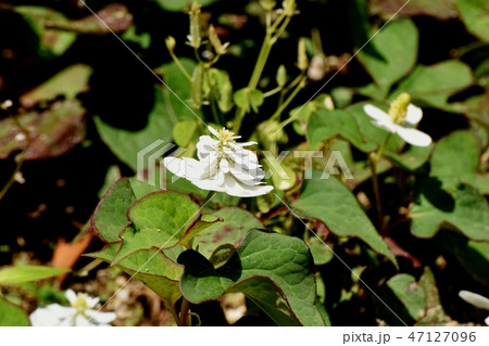 三鷹中原に咲く八重咲きドクダミの白い花 47127096