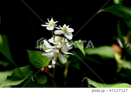 三鷹中原に咲く八重咲きドクダミの白い花 47127127
