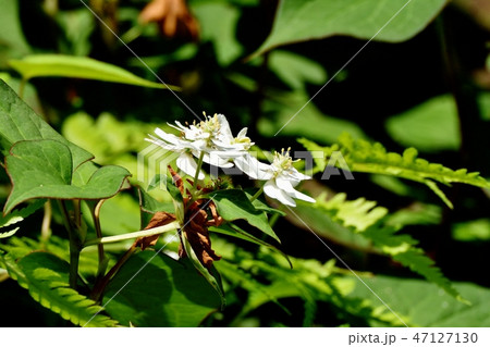 三鷹中原に咲く八重咲きドクダミの白い花 47127130