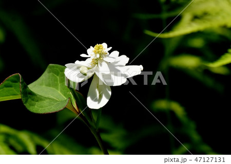 三鷹中原に咲く八重咲きドクダミの白い花 三鷹中原に咲く八重咲きドクダミの白い花 47127131
