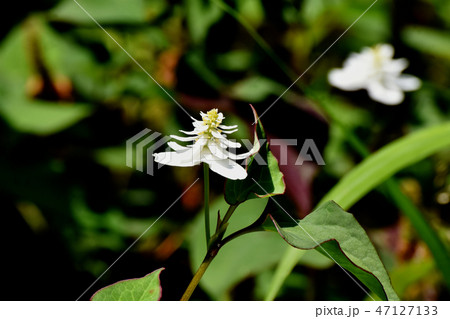 三鷹中原に咲く八重咲きドクダミの白い花 47127133