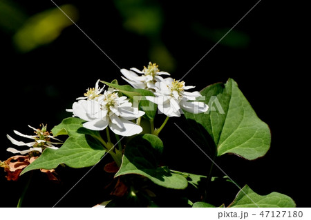 三鷹中原に咲く八重咲きドクダミの白い花 三鷹中原に咲く八重咲きドクダミの白い花 47127180