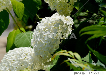 三鷹中原に咲く白いアジサイの花 三鷹中原に咲く白いアジサイの花 47127188