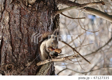 松ぼっくりを食べるエゾリス 森のエビフライ の写真素材