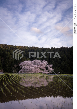 奈良県 諸木野の桜 奈良県 諸木野の桜 47127879