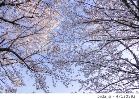 満開の桜と青空 47130592