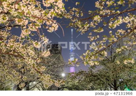 山谷堀公園の夜桜と東京スカイツリー 山谷堀公園の夜桜と東京スカイツリー 47131966