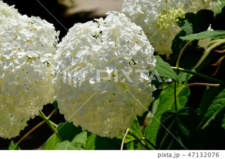 三鷹中原に咲く白いアジサイの花 47132076