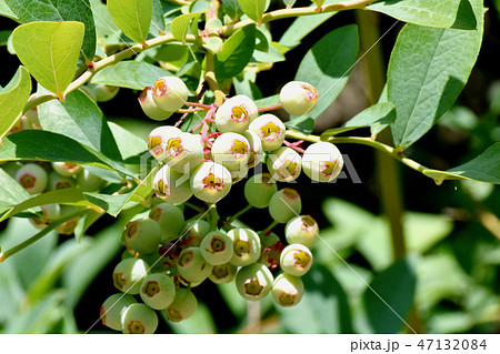 三鷹中原になる未完熟なシャリンバイの実 47132084