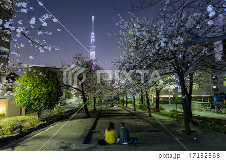 山谷堀公園の夜桜と東京スカイツリー 花見をするカップルの写真素材