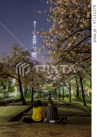 山谷堀公園の夜桜と東京スカイツリー　花見をするカップル 47132370