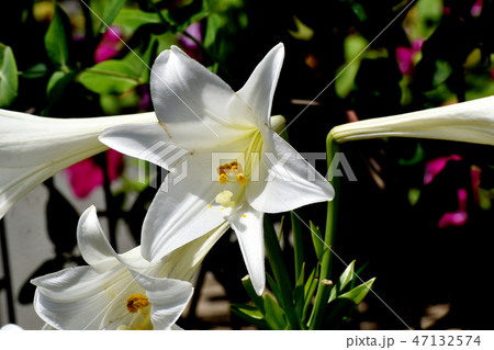 三鷹中原に咲くテッポウユリの白い花 47132574