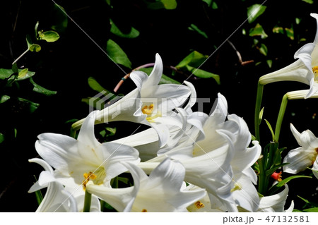 三鷹中原に咲くテッポウユリの白い花 47132581