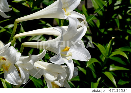 三鷹中原に咲くテッポウユリの白い花 47132584