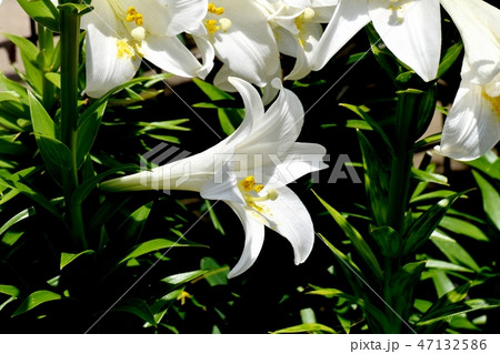 三鷹中原に咲くテッポウユリの白い花 47132586