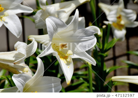 三鷹中原に咲くテッポウユリの白い花 47132597