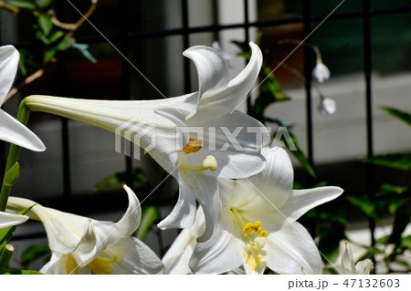 三鷹中原に咲くテッポウユリの白い花 三鷹中原に咲くテッポウユリの白い花 47132603