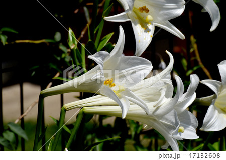 三鷹中原に咲くテッポウユリの白い花 47132608