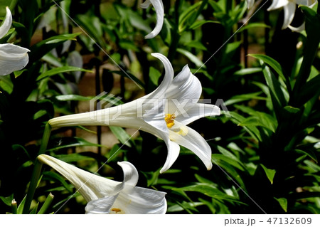 三鷹中原に咲くテッポウユリの白い花 三鷹中原に咲くテッポウユリの白い花 47132609
