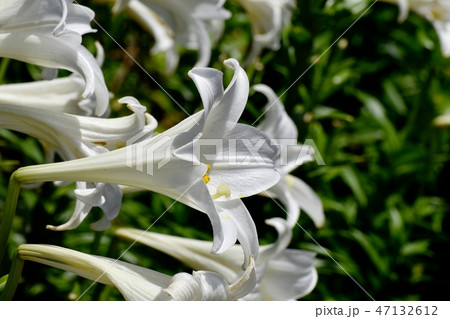 三鷹中原に咲くテッポウユリの白い花 47132612