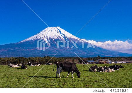 （静岡県）富士山・朝霧高原の牧場 47132684