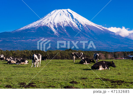 (静岡県)富士山・朝霧高原の牧場 (静岡県)富士山・朝霧高原の牧場 47132685